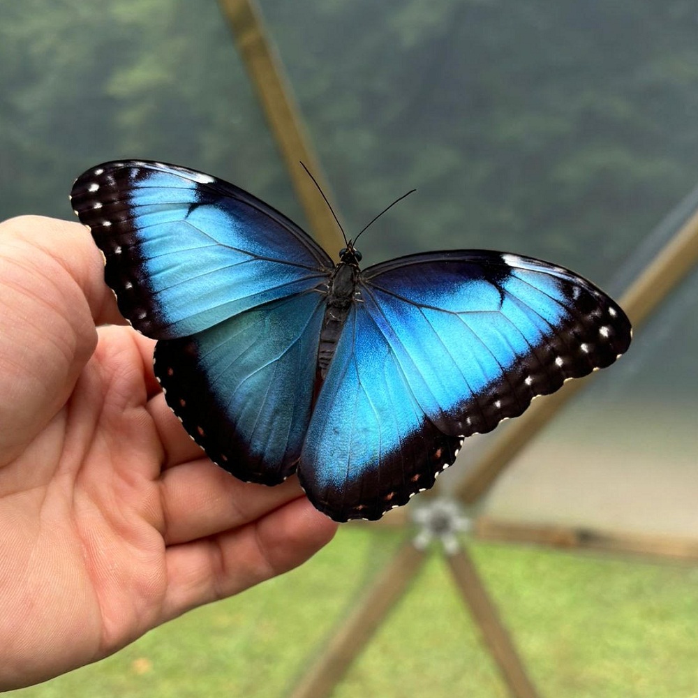 morpho peleides